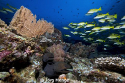 Reef Life II by Jörg Menge 